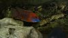 aulonocara spec red rubin_1