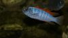 labeotropheus trewavase thumbi west_1