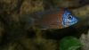 copadichromis borley kadango red fin_1